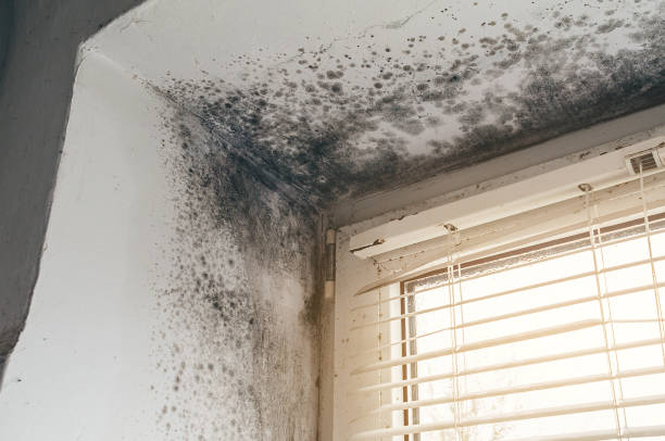 Affordable Mold Remediation solutions in Princeton, KY